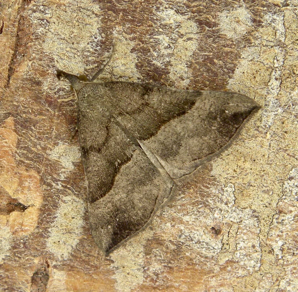 The Snout (Hypena proboscidalis) photographed in Somerset by Sue Davies