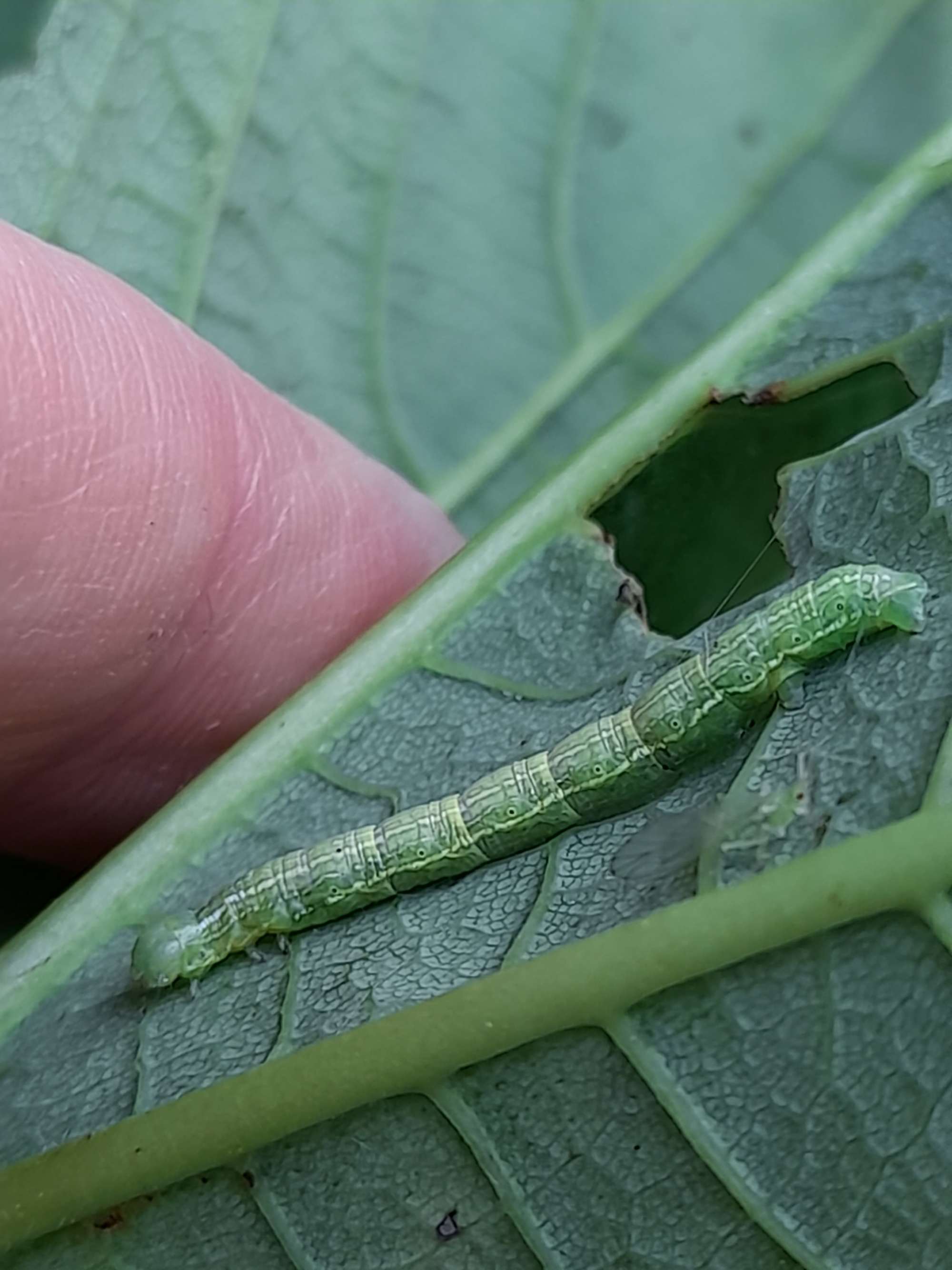 March Moth (Alsophila aescularia) photographed in Somerset by Christopher Iles