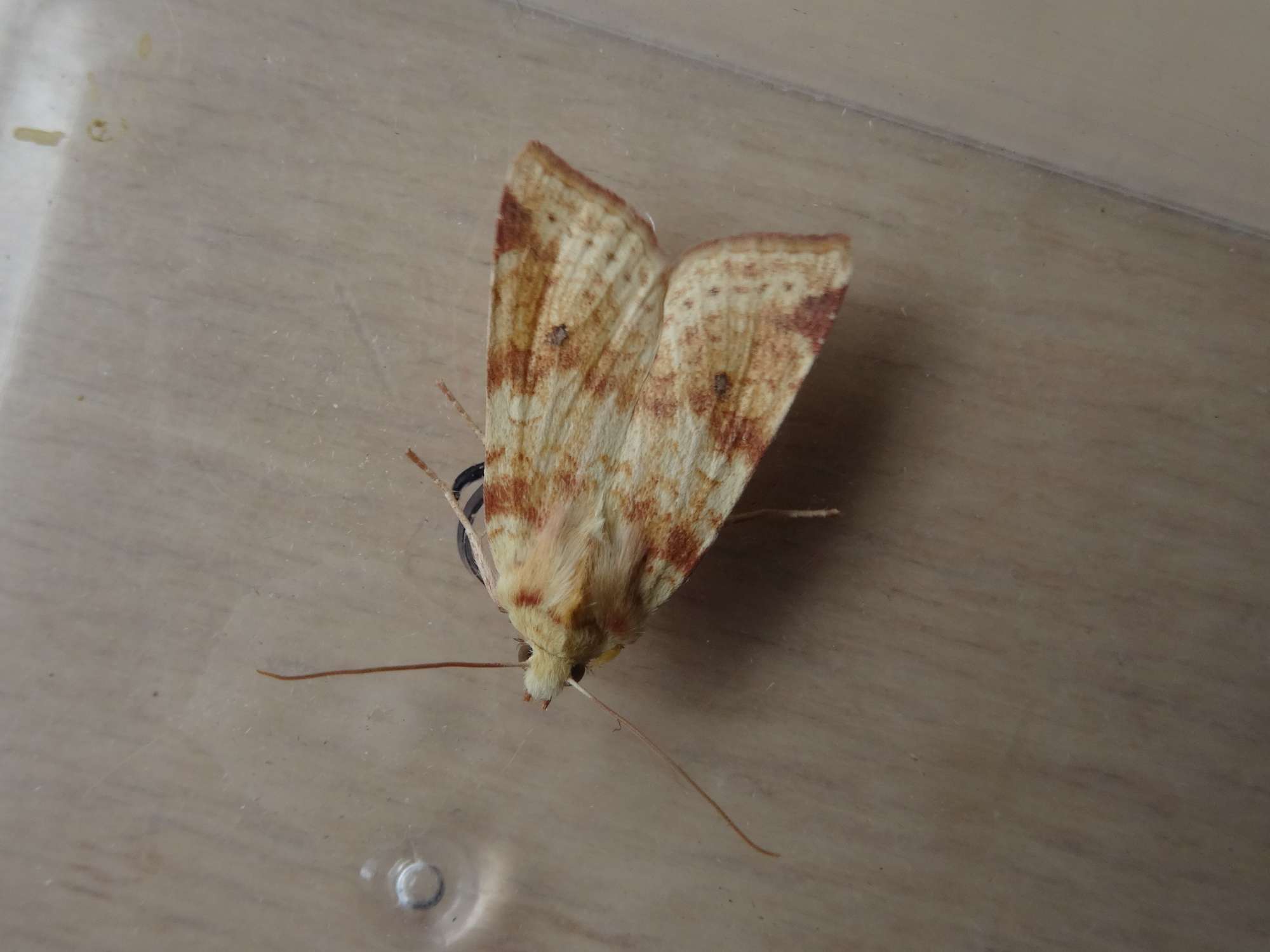 The Sallow (Cirrhia icteritia) photographed in Somerset by Christopher Iles