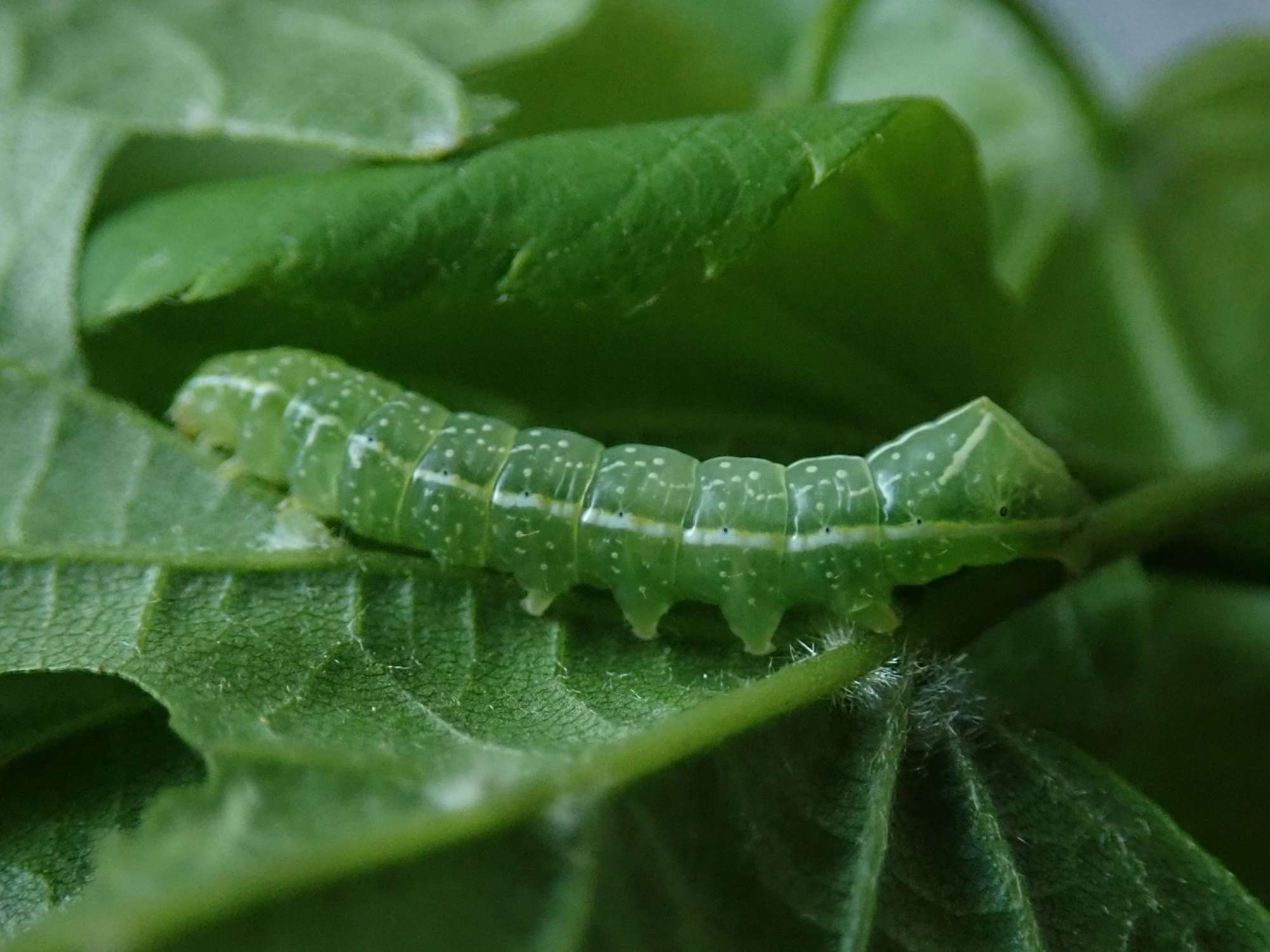 Copper Underwing (Amphipyra pyramidea) photographed in Somerset by Christopher Iles