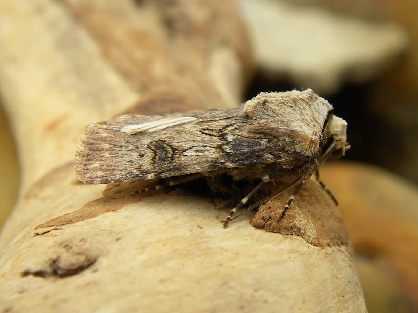 Shuttle-shaped Dart (Agrotis puta) photographed in Somerset by Sue Davies