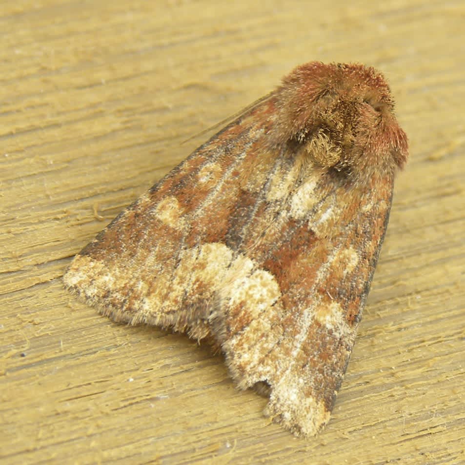 Middle-barred Minor (Oligia fasciuncula) photographed in Somerset by Sue Davies