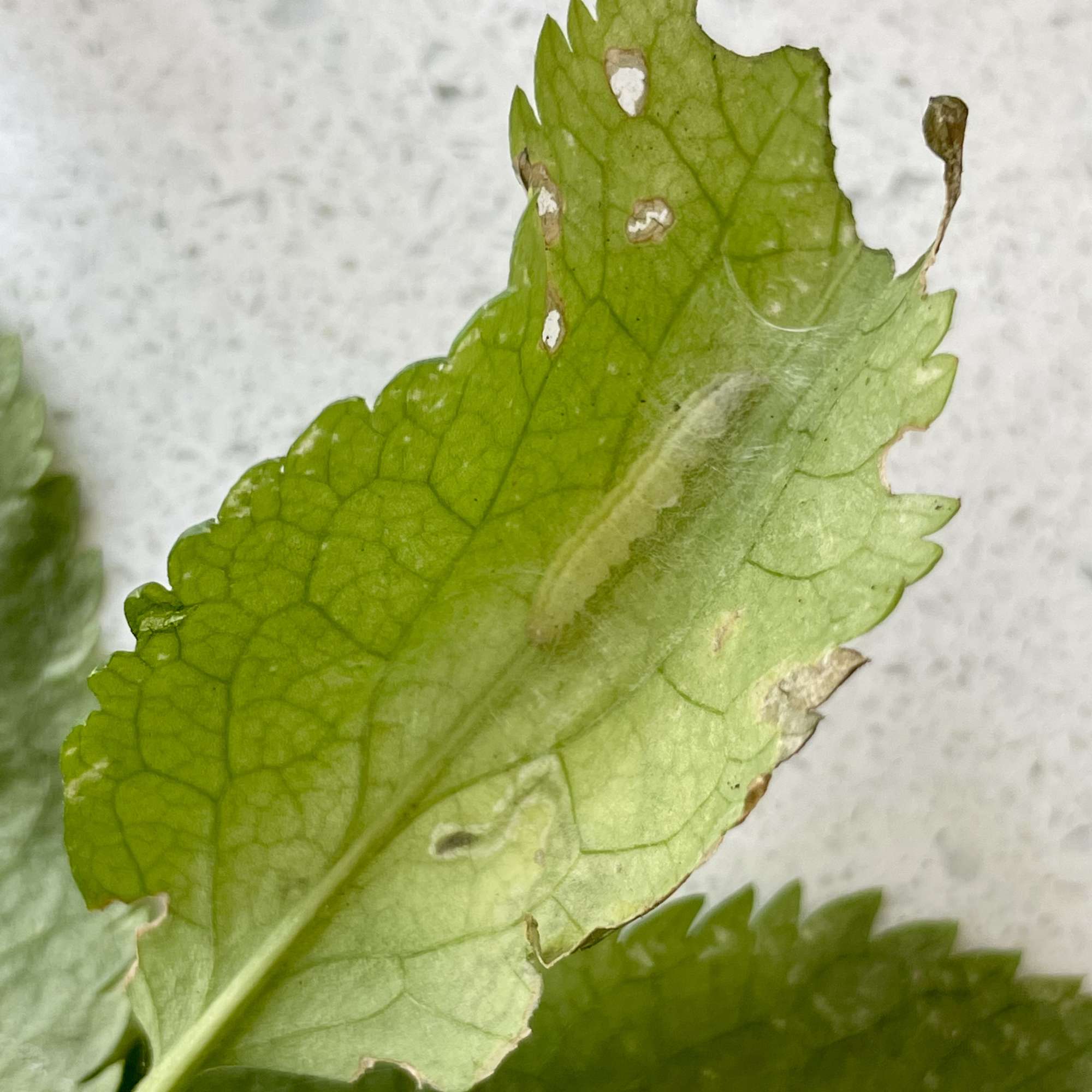 Elder Pearl (Anania coronata) photographed in Somerset by Sue Davies