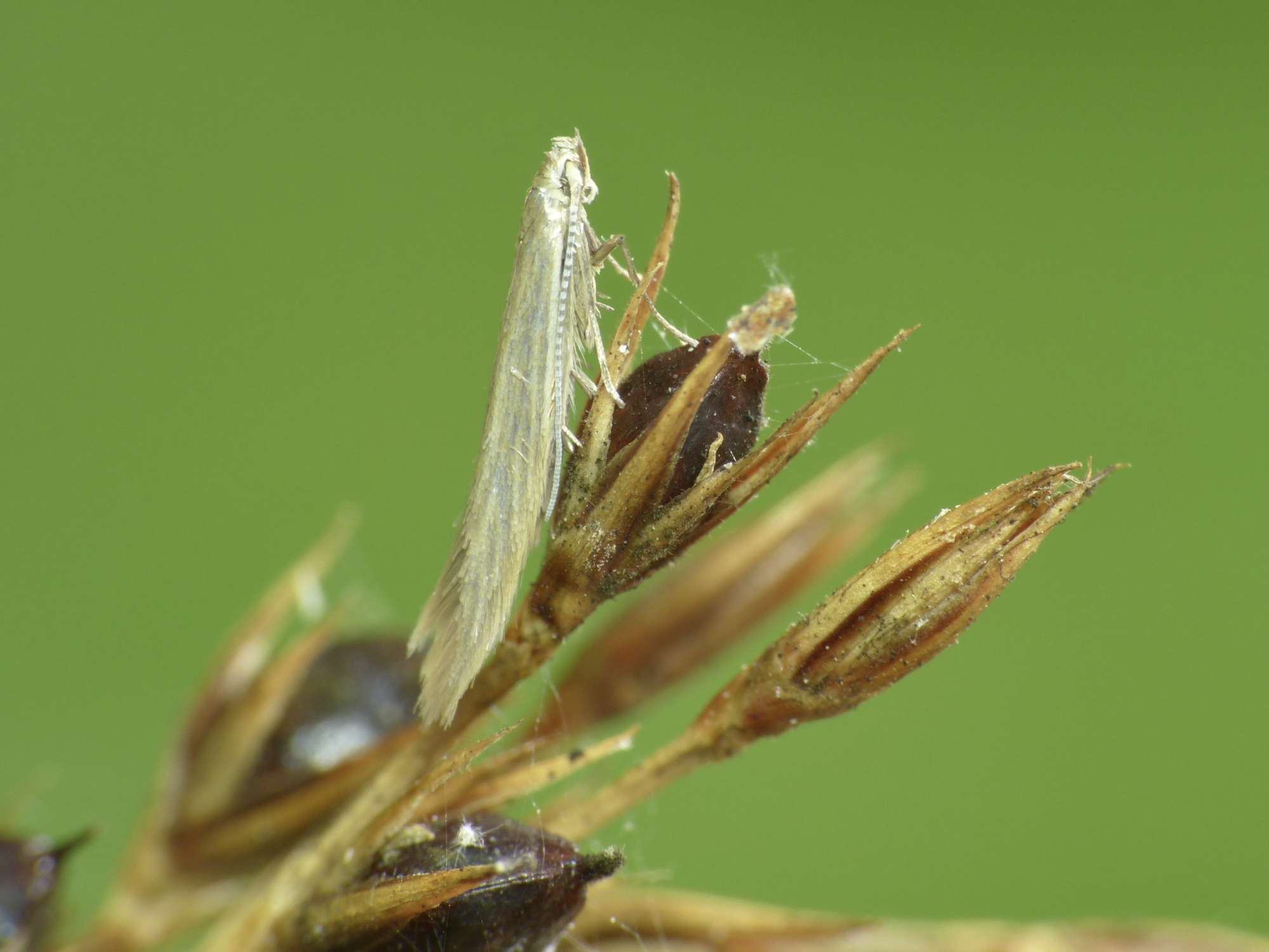 Common Rush Case-bearer (Coleophora alticolella) photographed in Somerset by Paul Wilkins