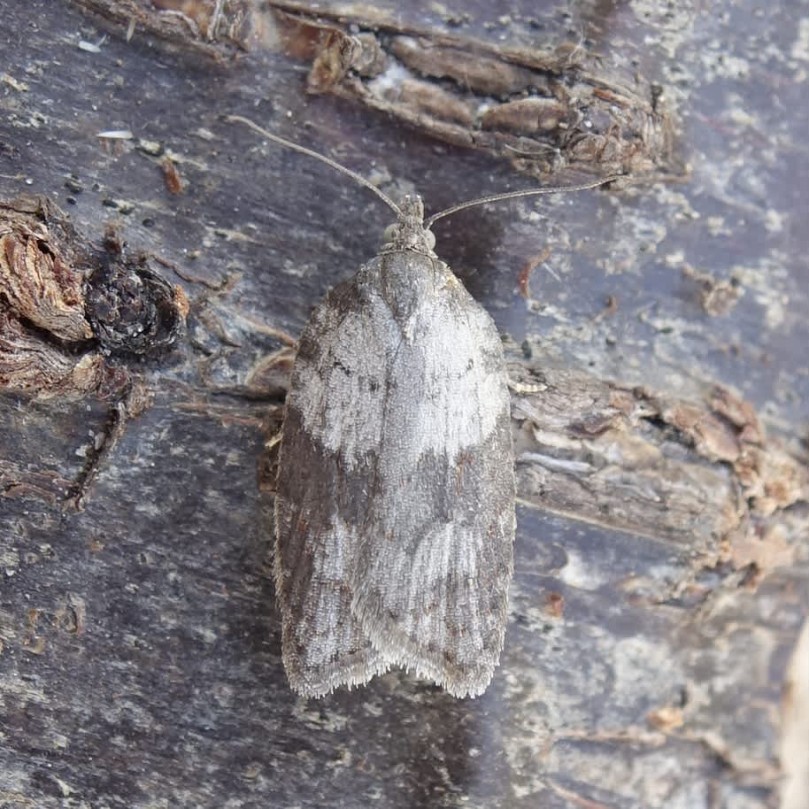 Ashy Button (Acleris sparsana) photographed in Somerset by Sue Davies