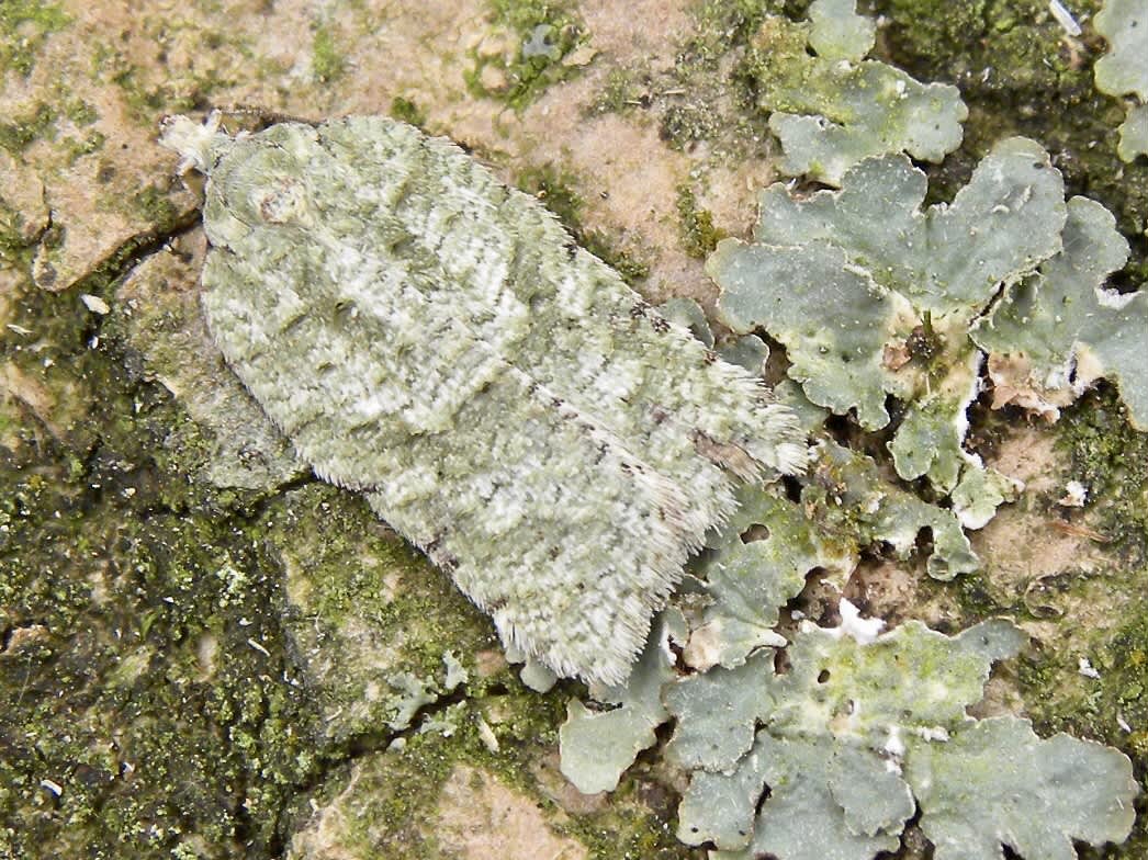 Lichen Button (Acleris literana) photographed in Somerset by Sue Davies