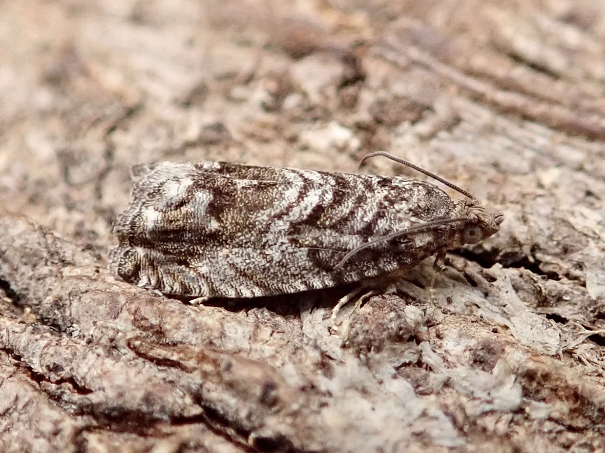 Cydia fagiglandana Somerset Moths