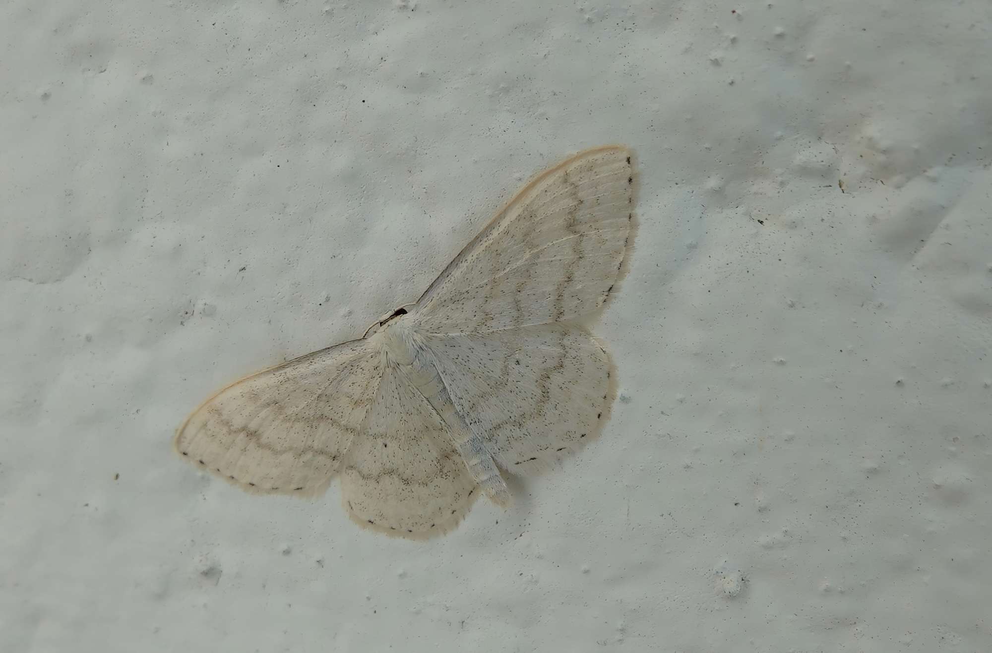 Riband Wave (Idaea aversata) photographed in Somerset by Rob Grimmond