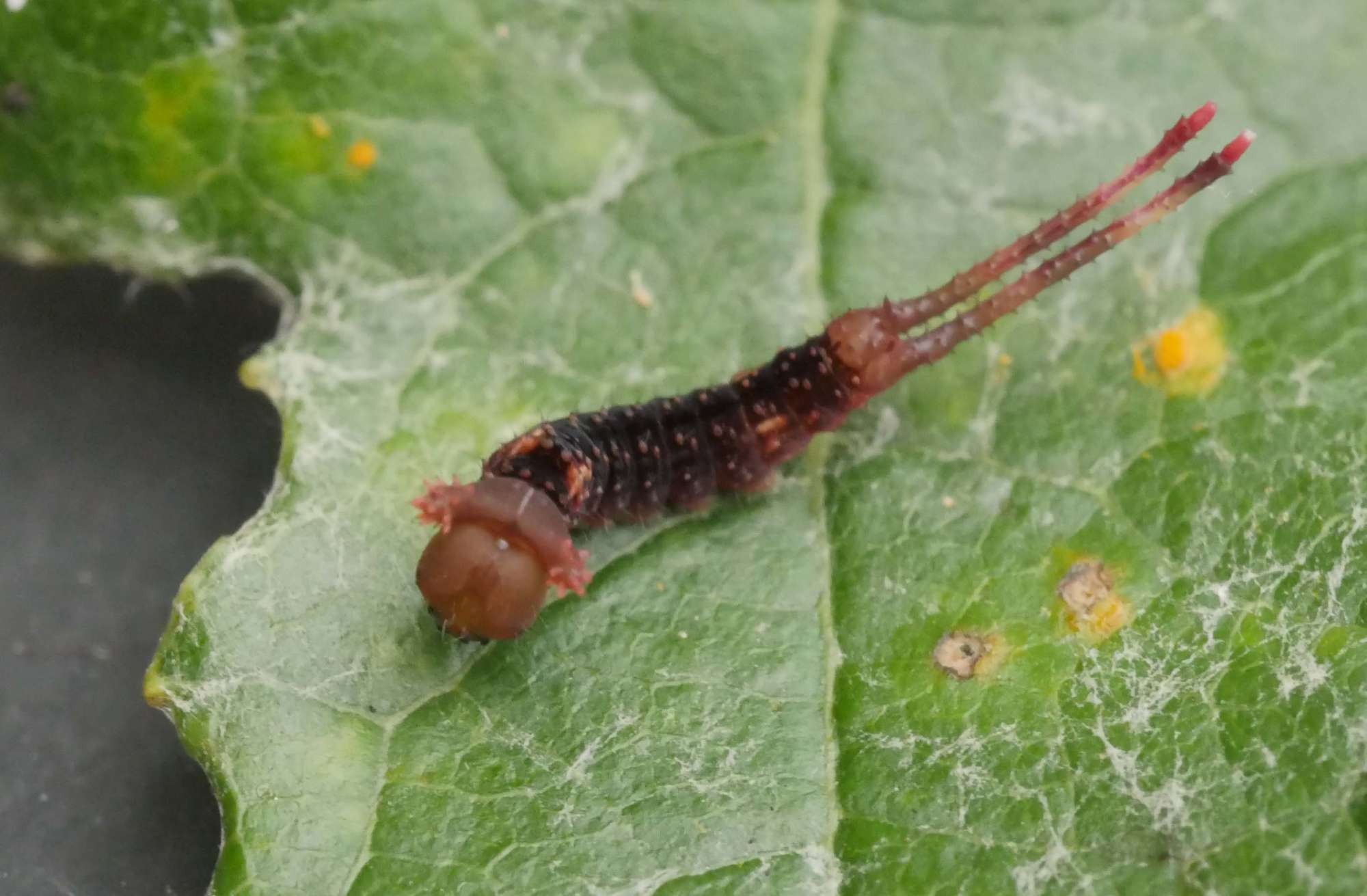 Puss Moth (Cerura vinula) photographed in Somerset by Jenny Vickers