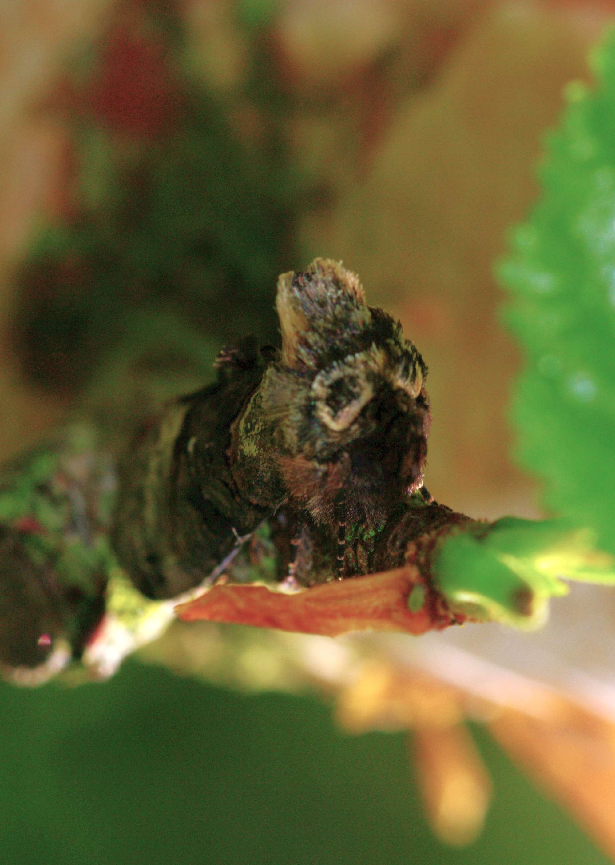 The Spectacle | Somerset Moths