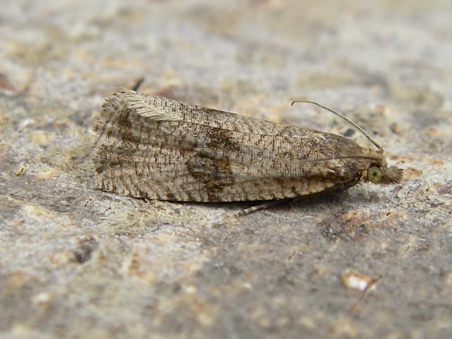 Barred Marble (Celypha striana) photographed in Somerset by Sue Davies