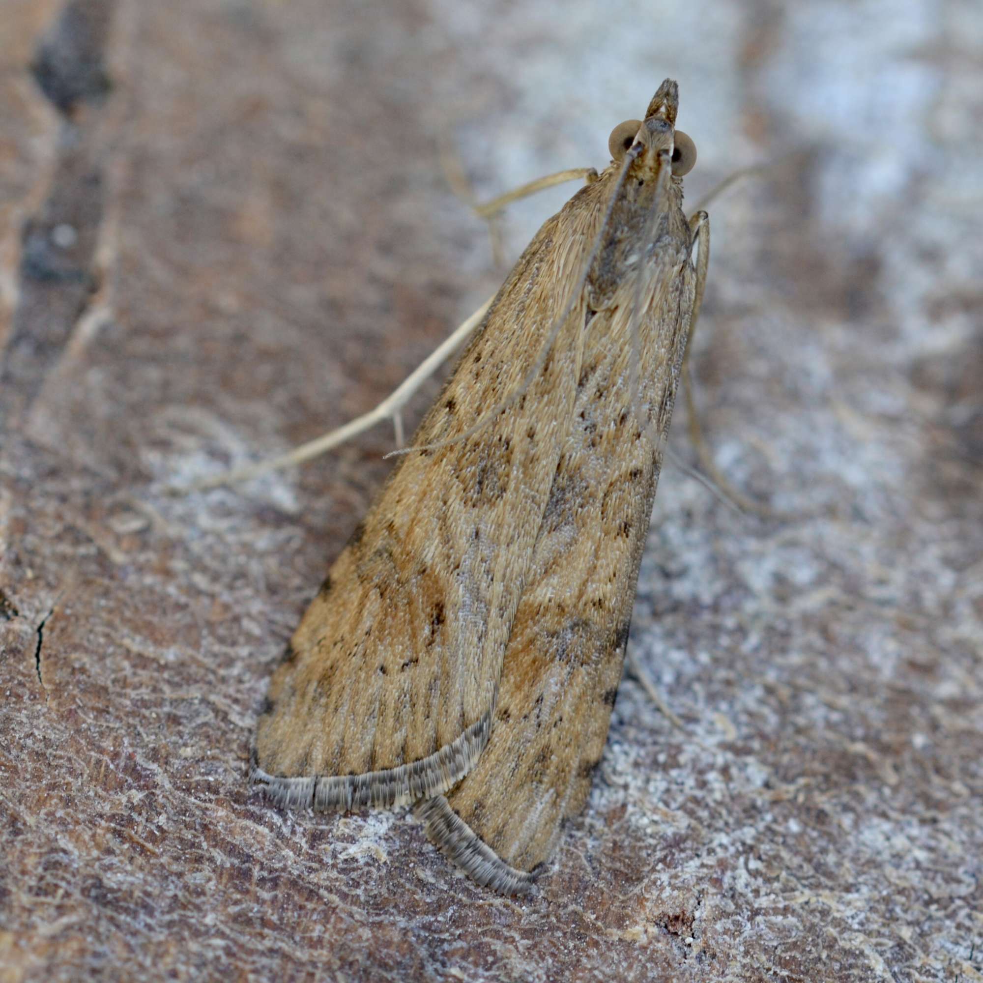 Rush Veneer (Nomophila noctuella) photographed in Somerset by Sue Davies