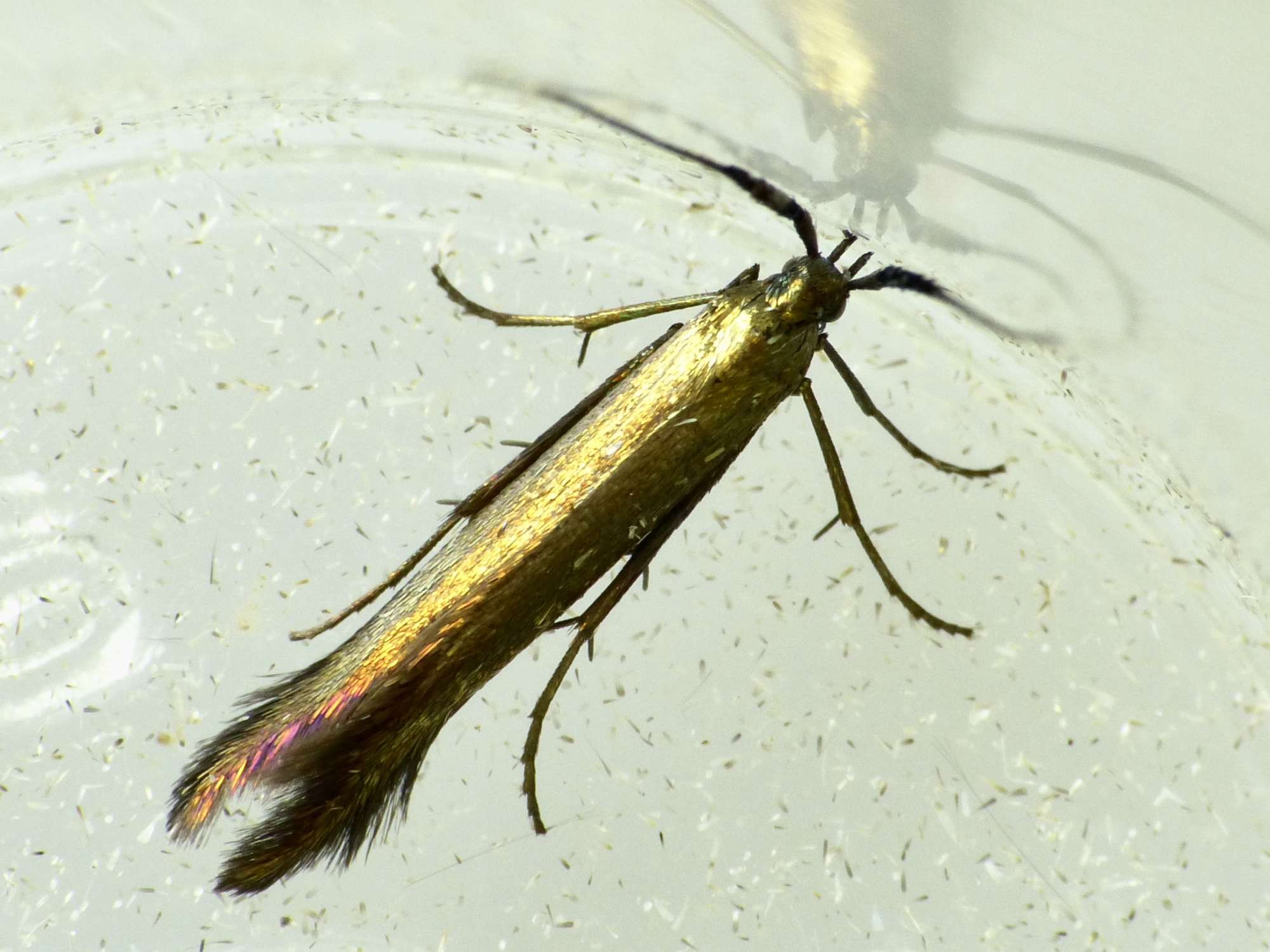 Red-clover Case-bearer (Coleophora deauratella) photographed in Somerset by Paul Wilkins