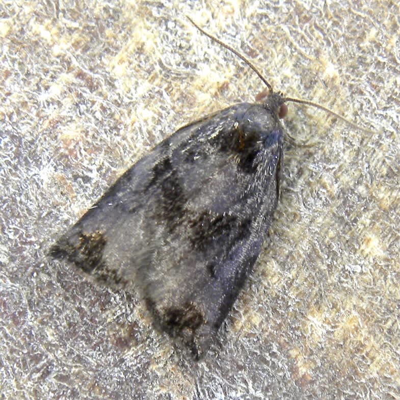 Large Fruit-tree Tortrix (Archips podana) photographed in Somerset by Sue Davies