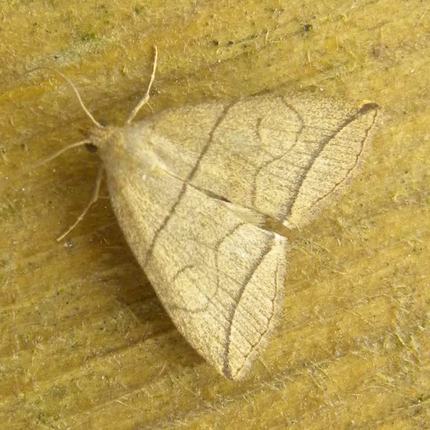 Small Fan-foot (Herminia grisealis) photographed in Somerset by Sue Davies