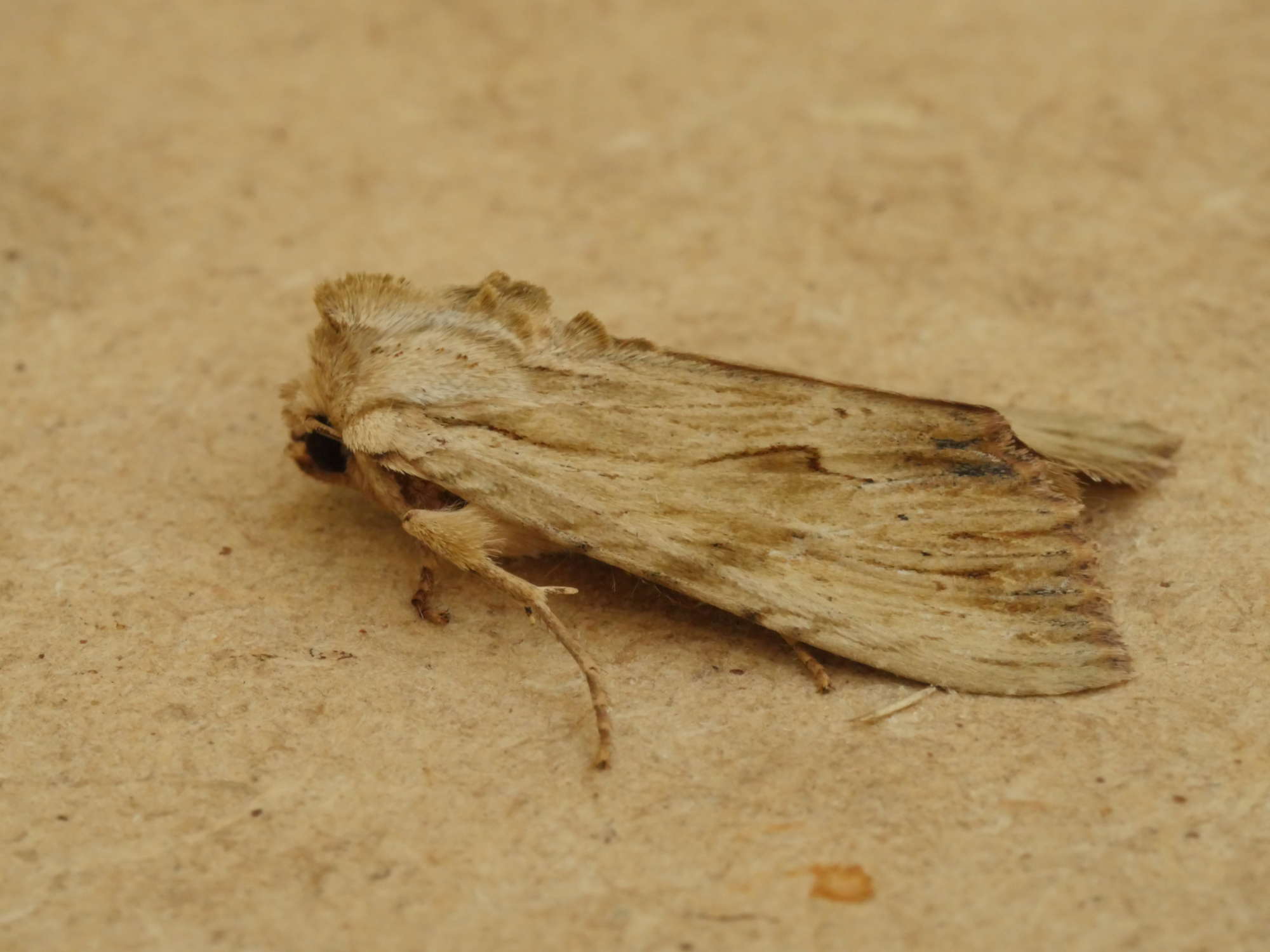 Light Arches (Apamea lithoxylaea) photographed in Somerset by Jenny Vickers