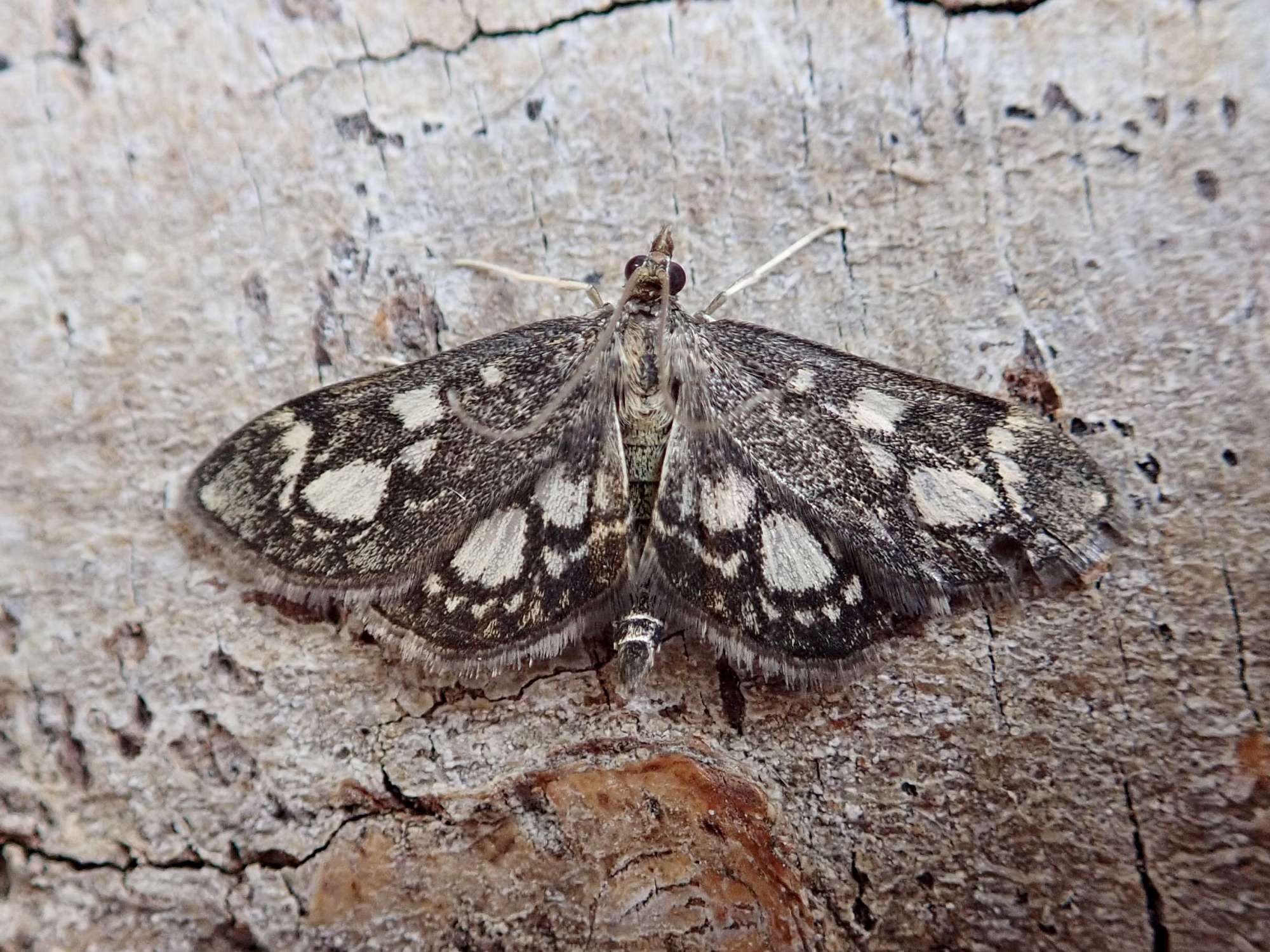 Elder Pearl (Anania coronata) photographed in Somerset by Sue Davies