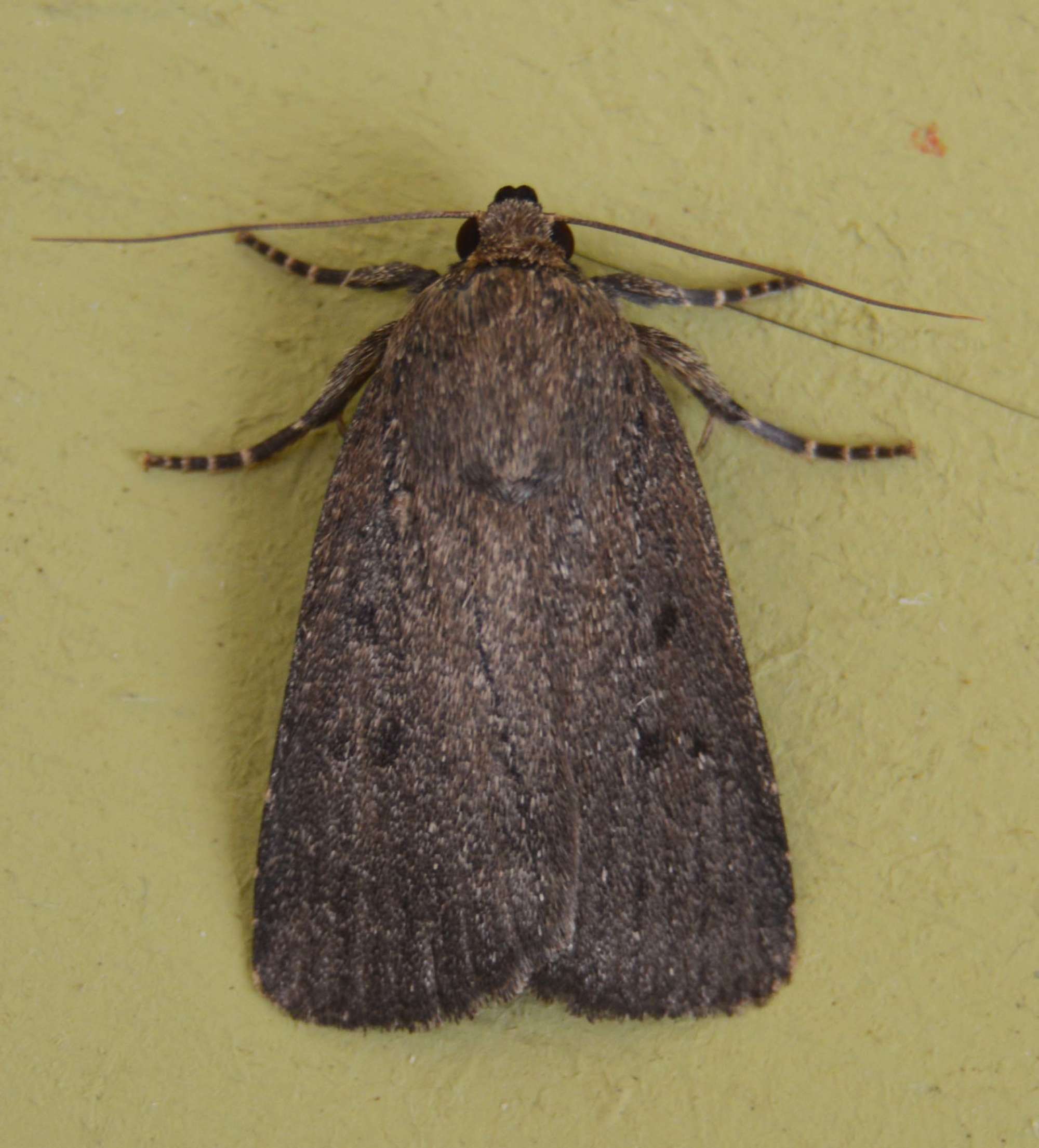 Mouse Moth (Amphipyra tragopoginis) photographed in Somerset by Jenny Vickers