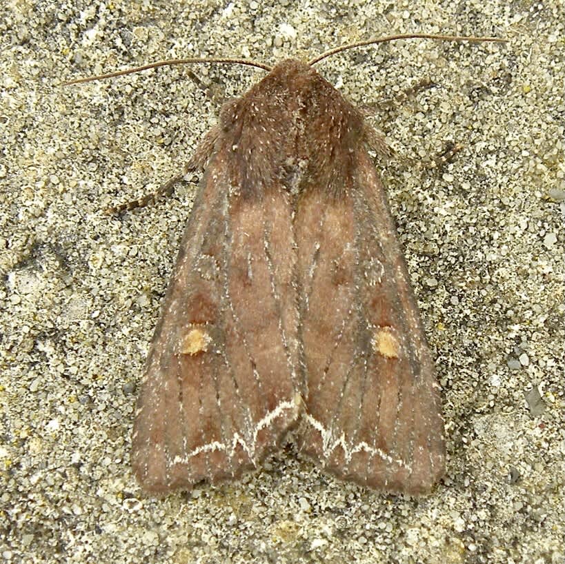 Bright-line Brown-eye (Lacanobia oleracea) photographed in Somerset by Sue Davies