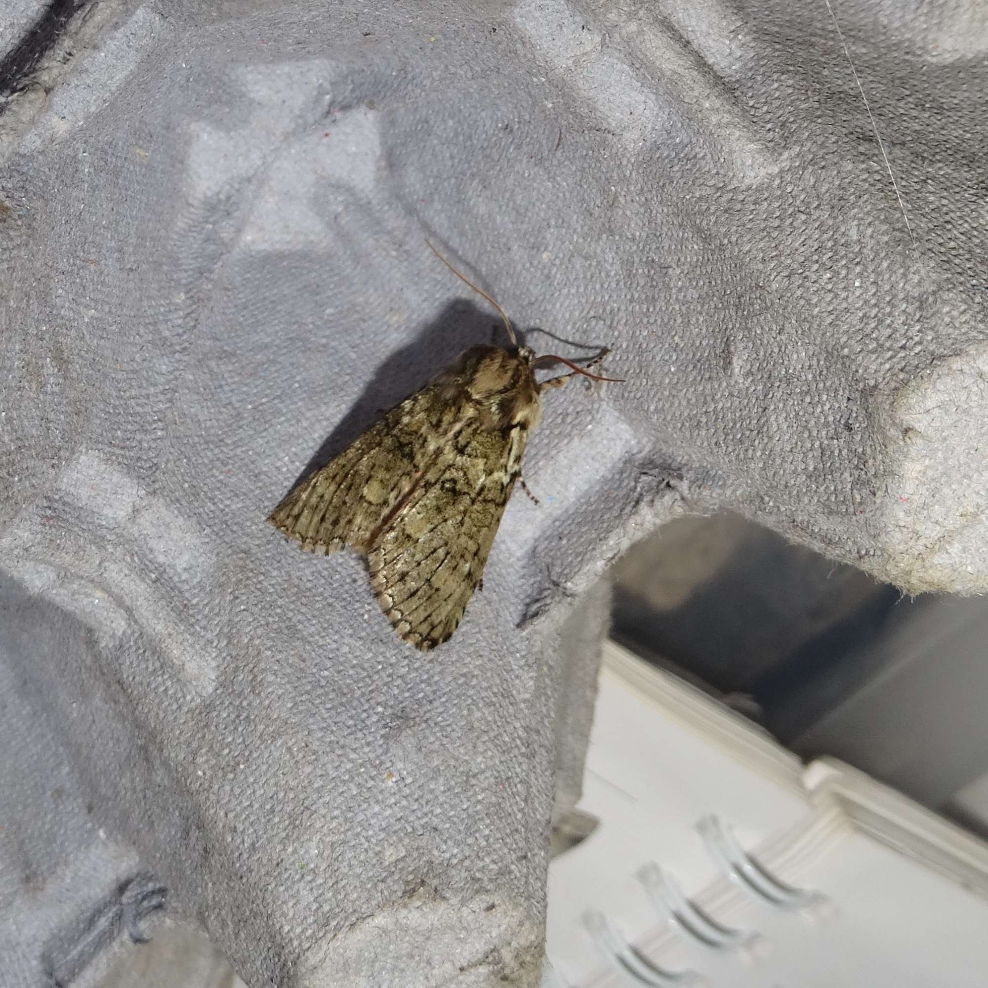 Frosted Green (Polyploca ridens) photographed in Somerset by Christopher Iles