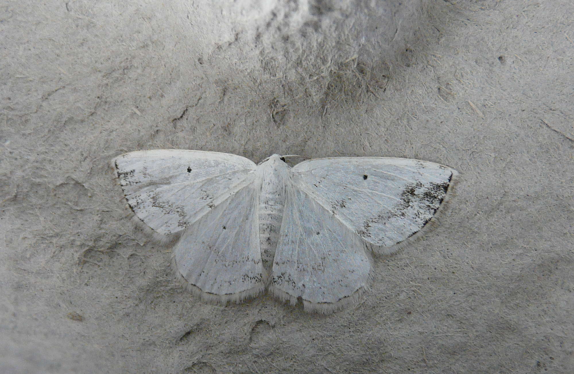 Clouded Silver (Lomographa temerata) photographed in Somerset by Rob Grimmond