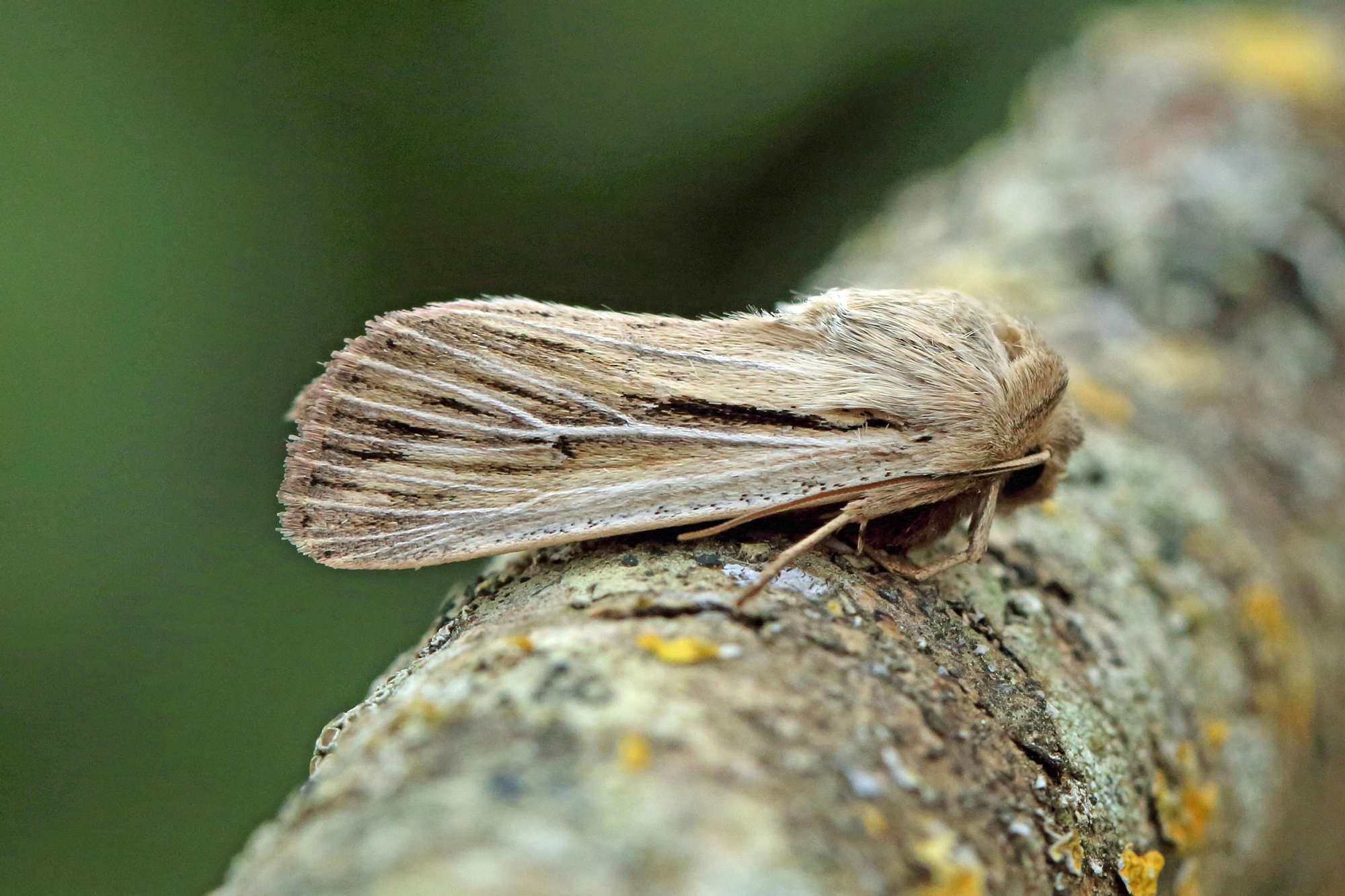 Shoulder-striped Wainscot (Leucania comma) photographed in Somerset by Nigel Voaden