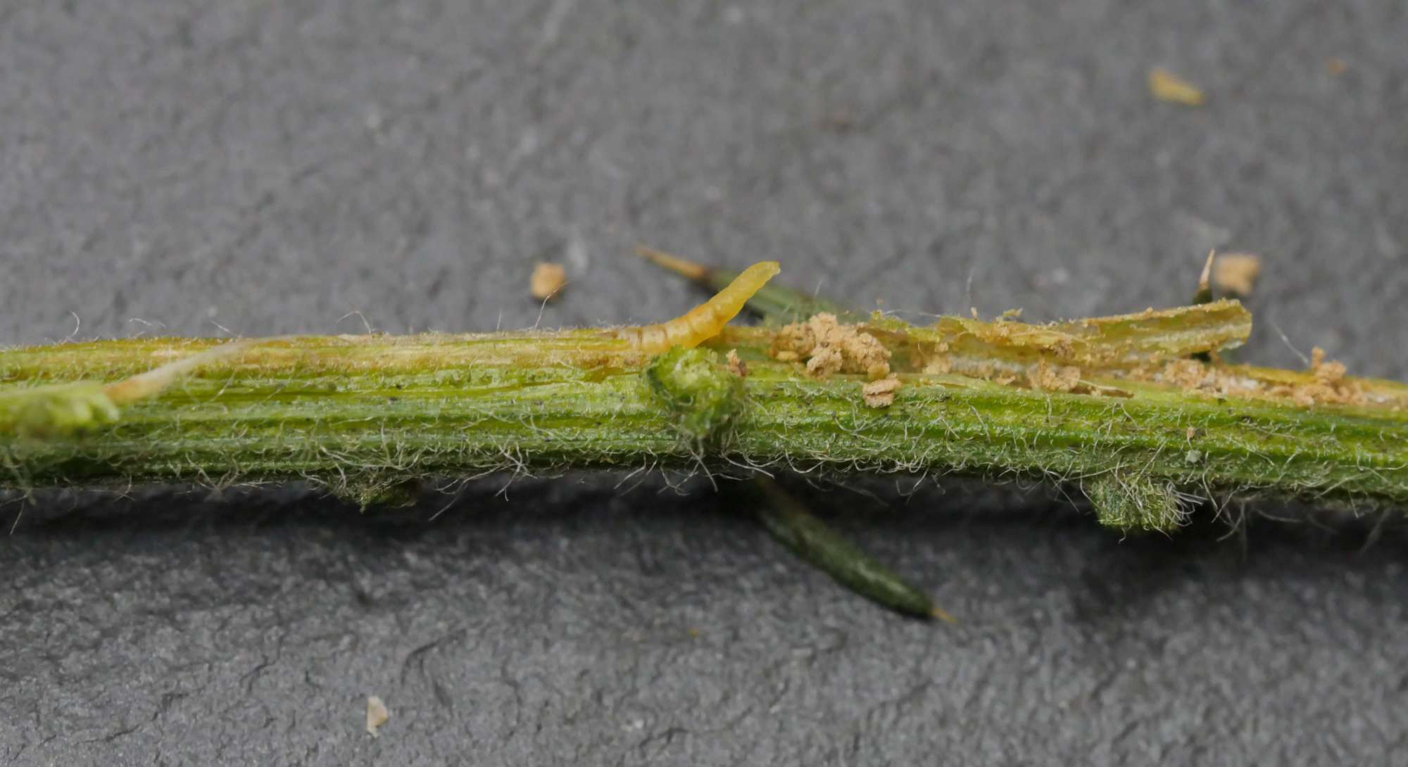 Gorse Midget (Phyllonorycter ulicicolella) photographed in Somerset by Jenny Vickers