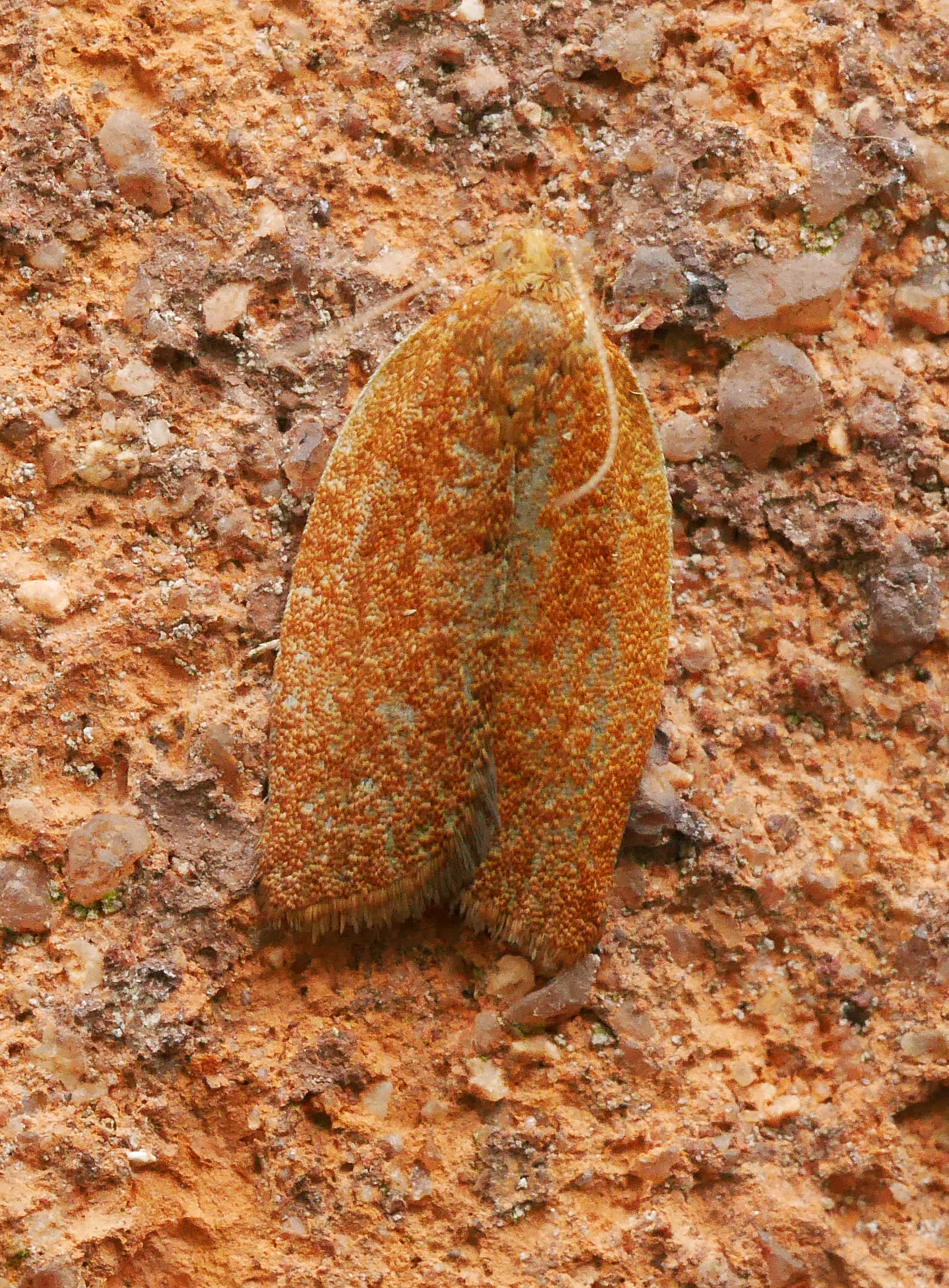 Privet Tortrix (Clepsis consimilana) photographed in Somerset by John Connolly