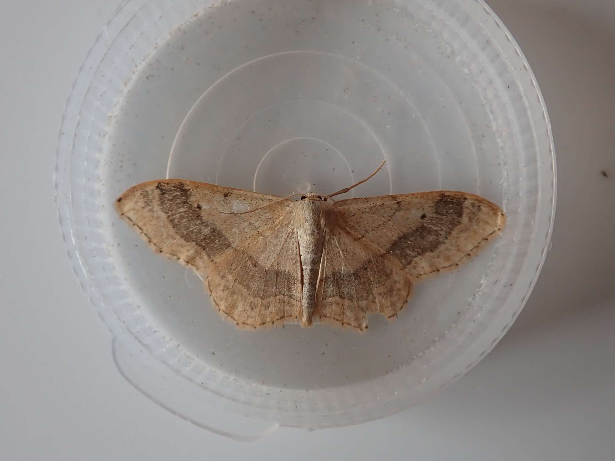 Riband Wave (Idaea aversata) photographed in Somerset by Christopher Iles