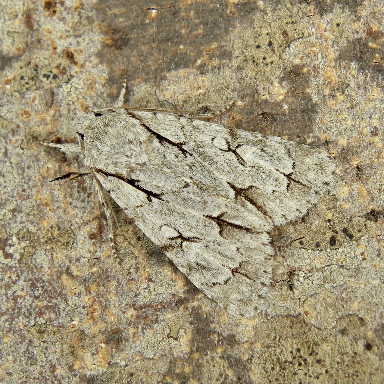 Grey Dagger (Acronicta psi) photographed in Somerset by Sue Davies