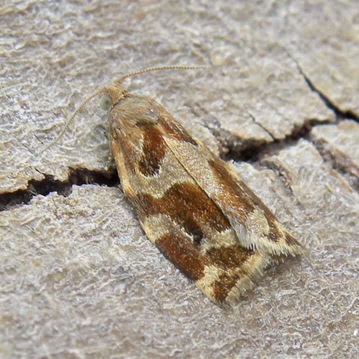 Variegated Golden Tortrix (Archips xylosteana) photographed in Somerset by Sue Davies