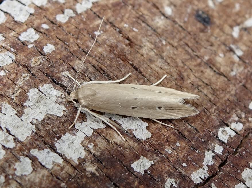 Bulrush Cosmet (Limnaecia phragmitella) photographed in Somerset by Sue Davies