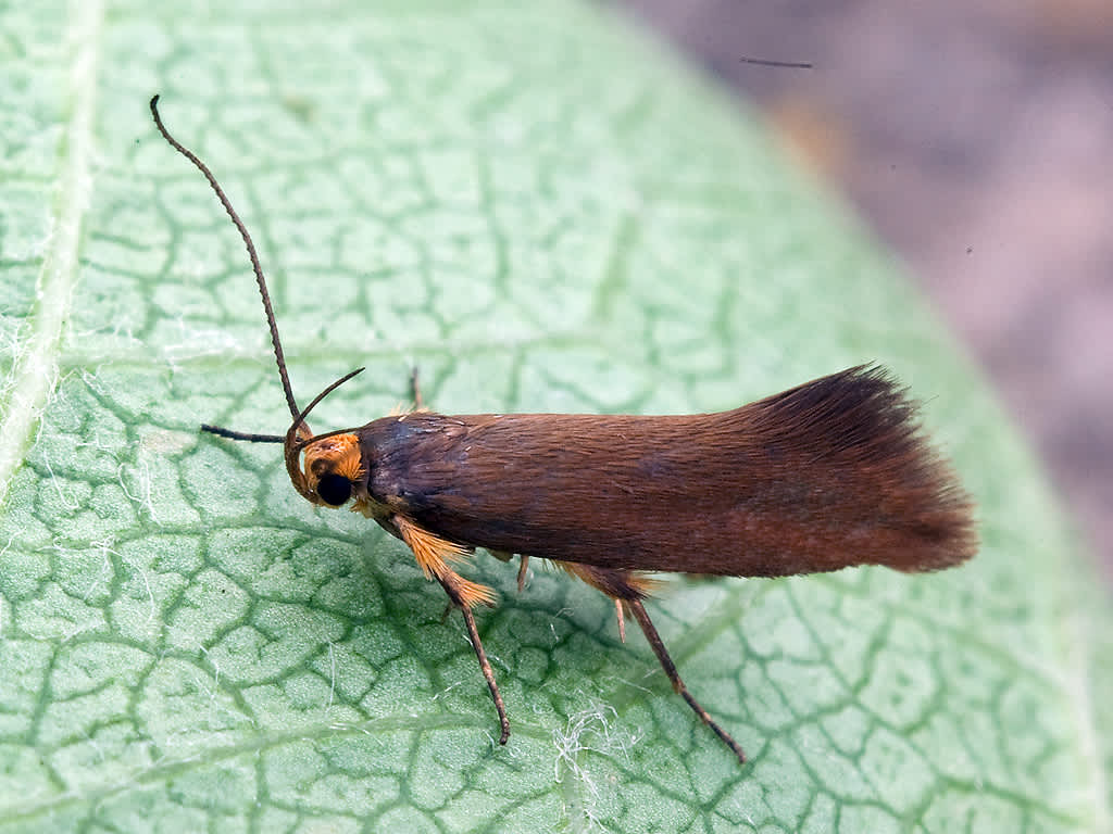 Golden-brown Tubic (Crassa unitella) photographed in Somerset by John Bebbington