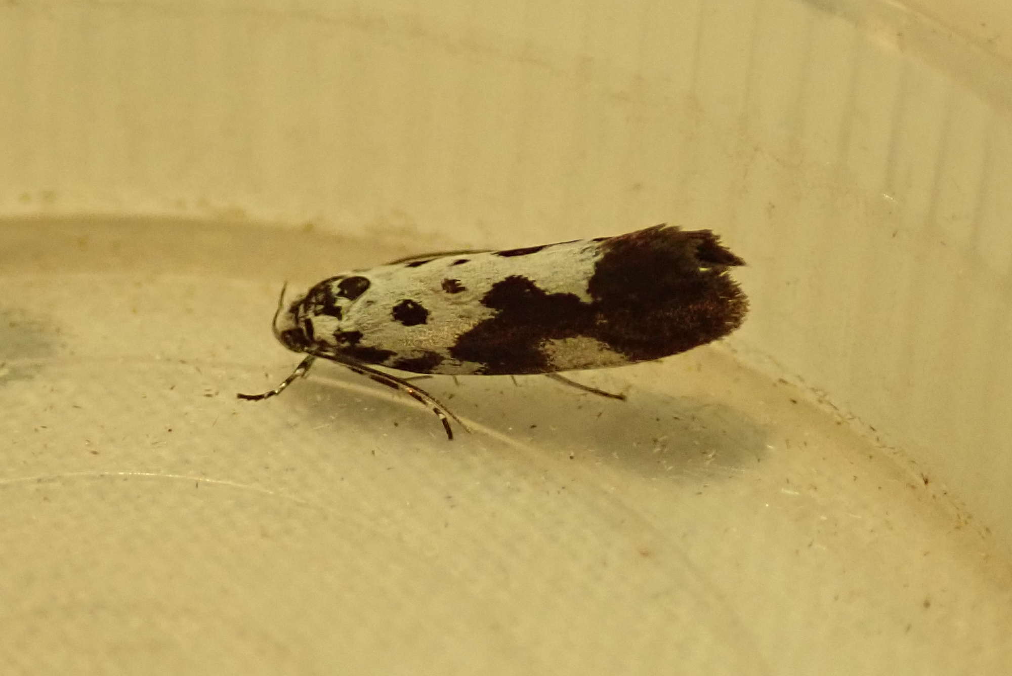 Comfrey Ermel (Ethmia quadrillella) photographed in Somerset by Christopher Iles