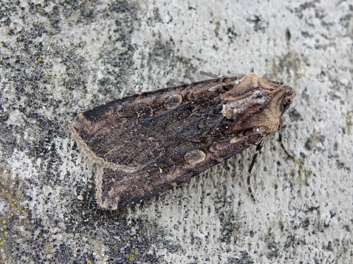 Pearly Underwing (Peridroma saucia) photographed in Somerset by Sue Davies