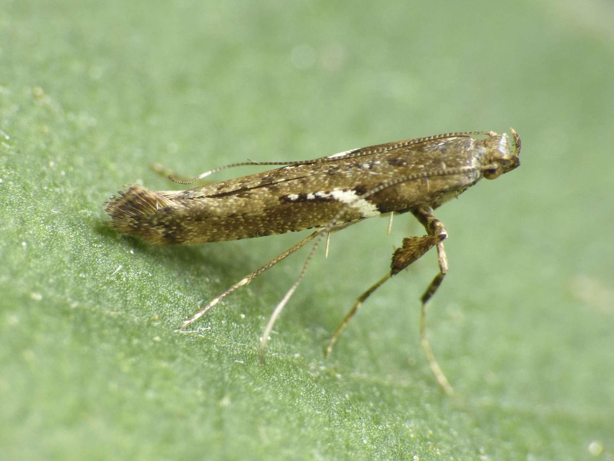 Maple Slender (Caloptilia semifascia) photographed in Somerset by Paul Wilkins
