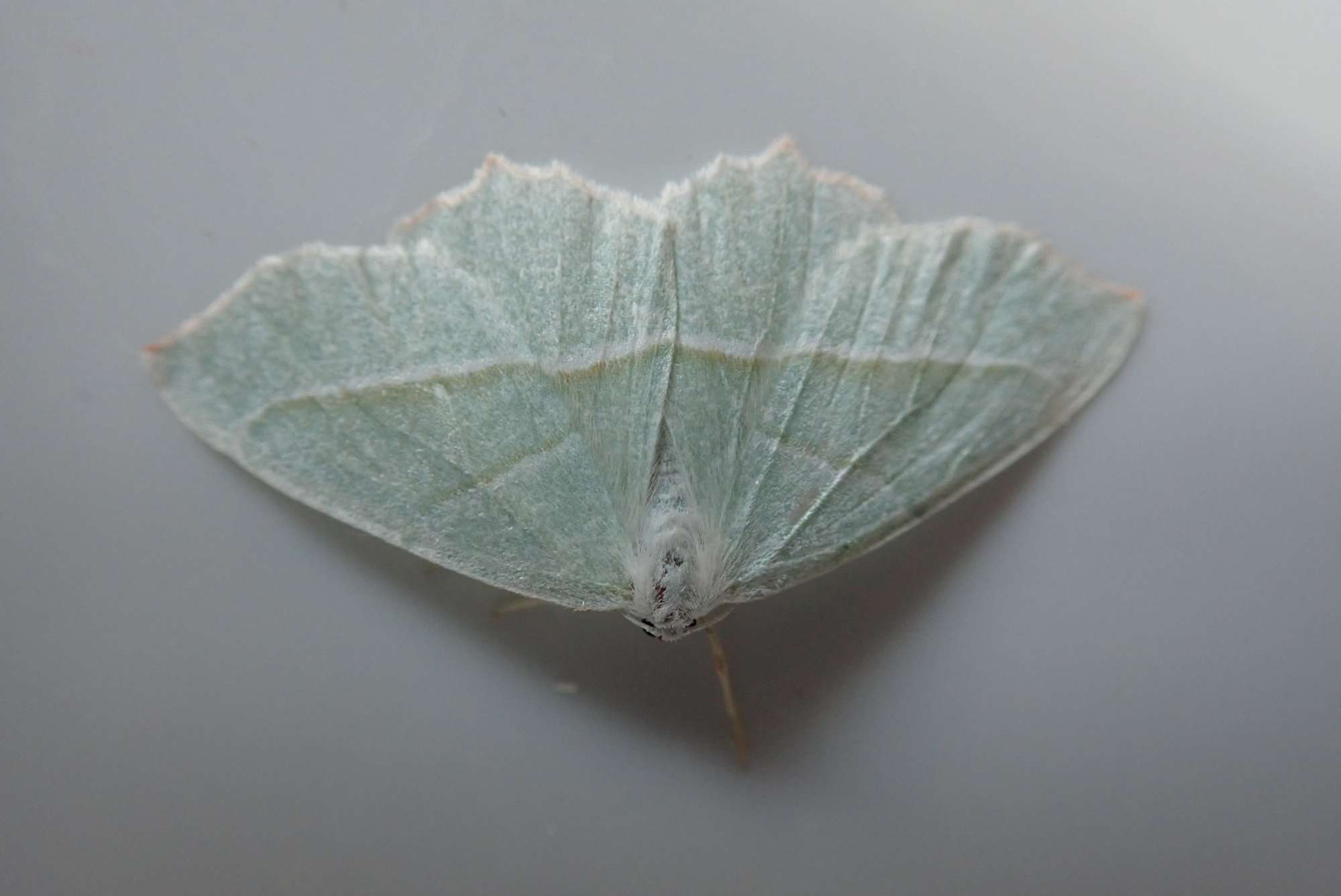 Light Emerald (Campaea margaritaria) photographed in Somerset by Christopher Iles