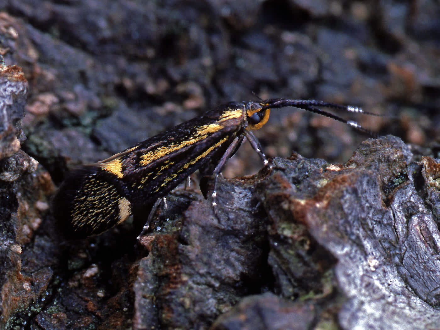 Sulphur Tubic (Esperia sulphurella) photographed in Somerset by John Bebbington