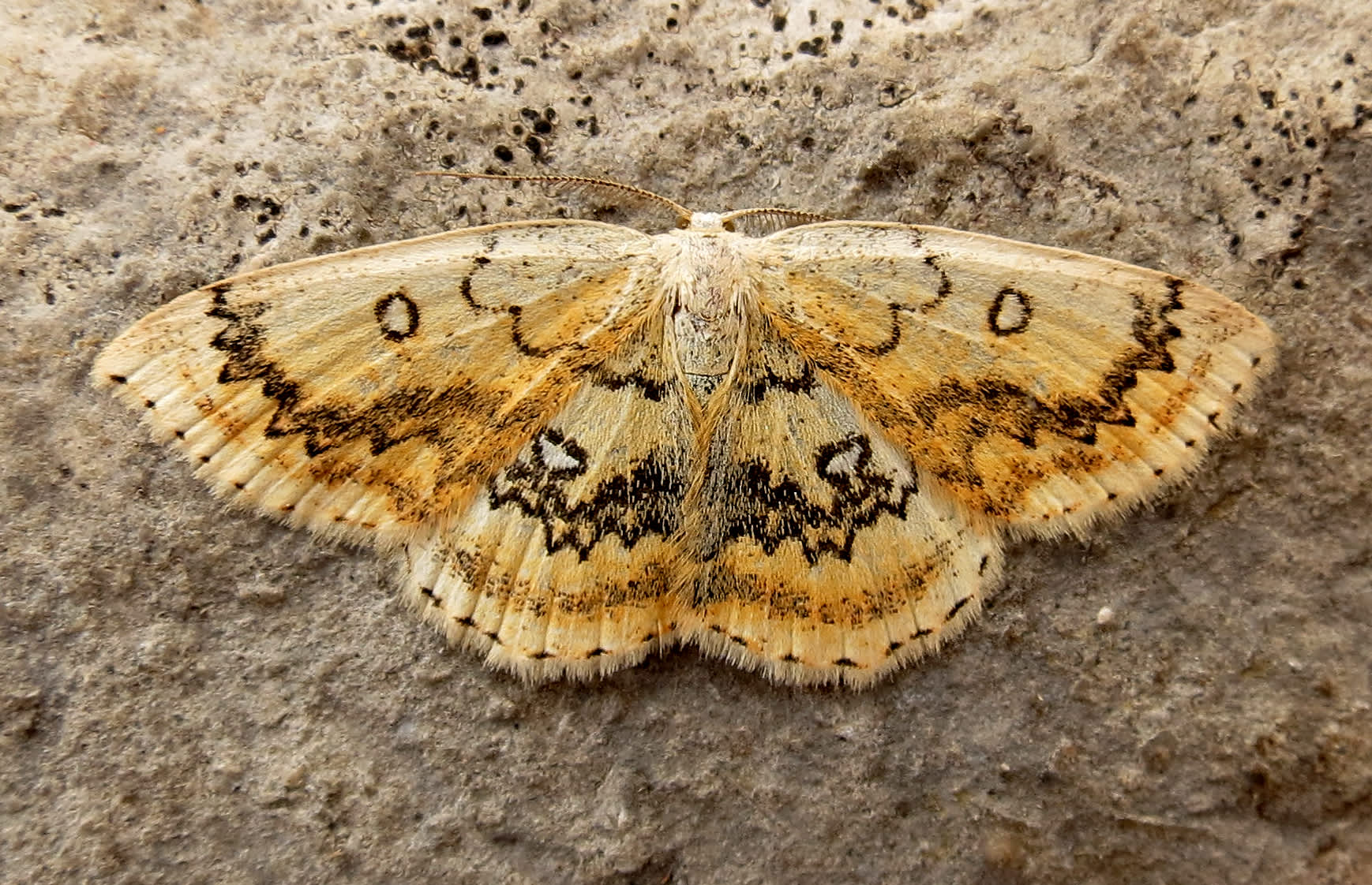 The Mocha (Cyclophora annularia) photographed in Somerset by Steve Chapple