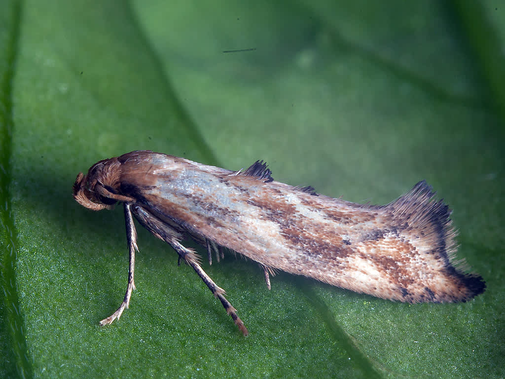 Large Lance-wing (Epermenia falciformis) photographed in Somerset by John Bebbington