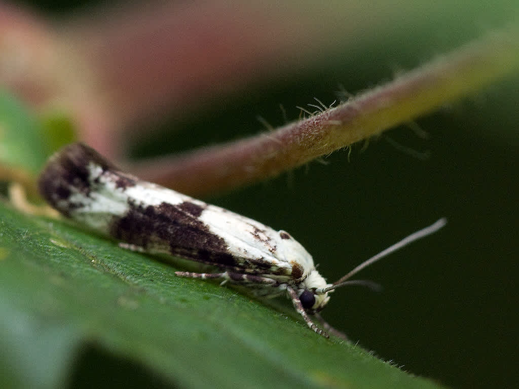 Ash-bud Moth (Prays fraxinella) photographed in Somerset by John Bebbington