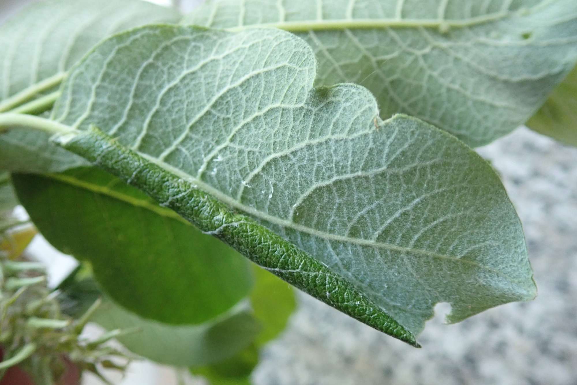 Poplar Sober (Anacampsis populella) photographed in Somerset by Christopher Iles