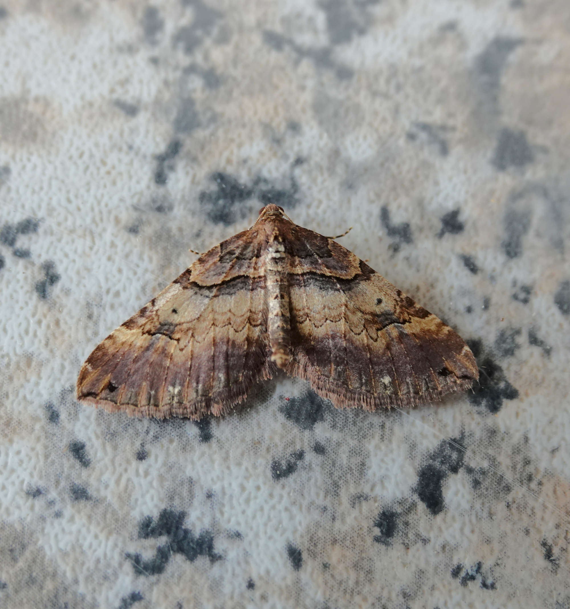 Shoulder Stripe (Earophila badiata) photographed in Somerset by Rob Grimmond