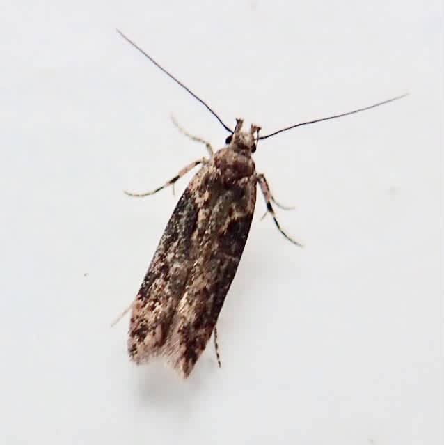 Winter Groundling (Scrobipalpa costella) photographed in Somerset by Sue Davies