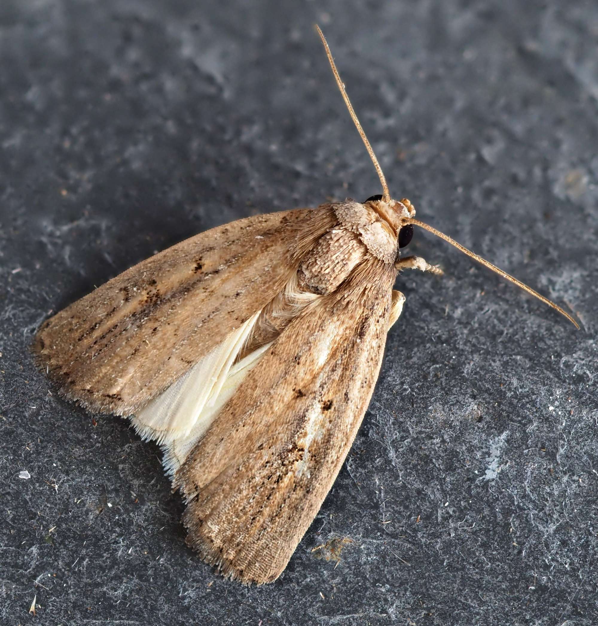 Porter's Rustic (Athetis hospes) photographed in Somerset by Steve Chapple