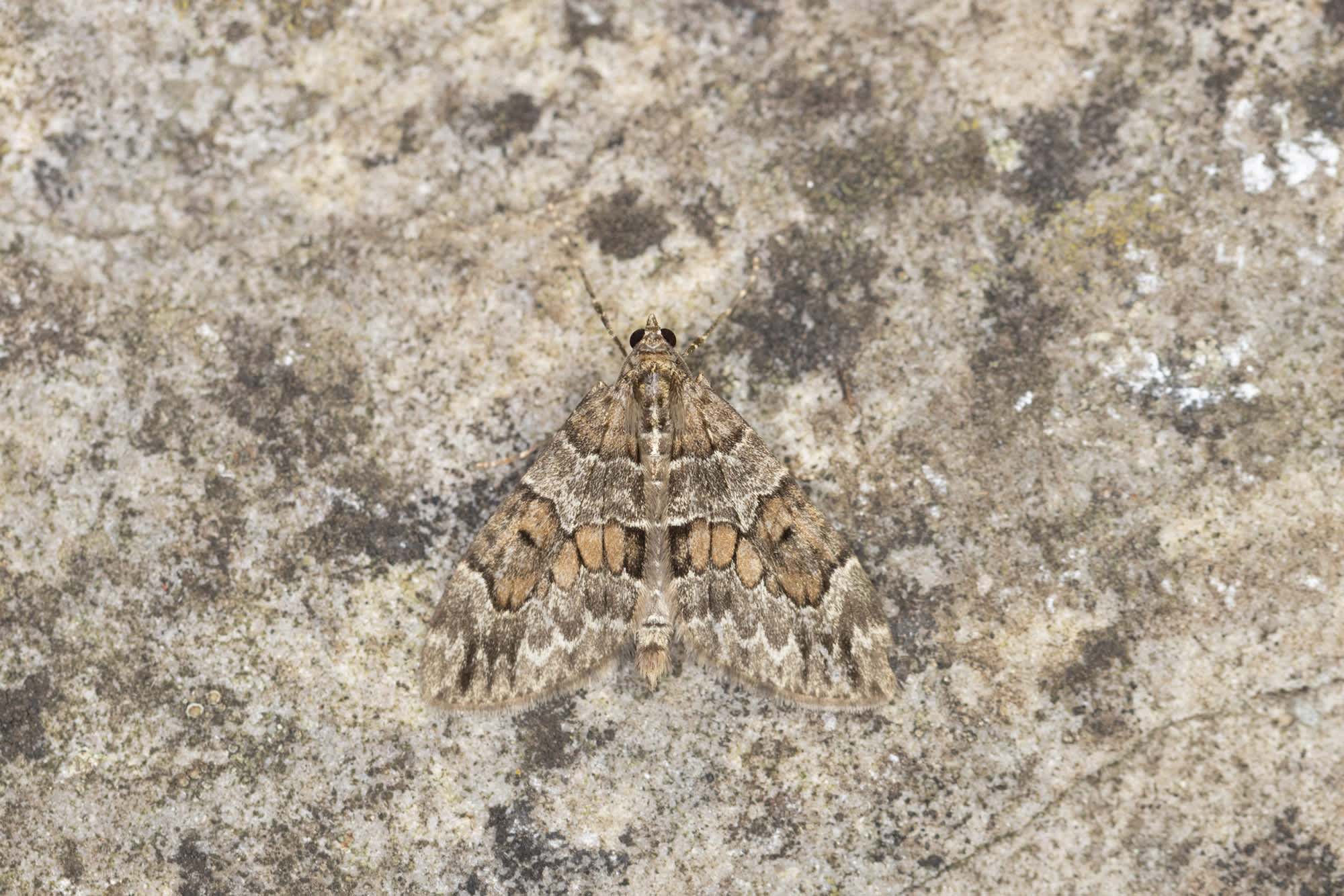 Spruce Carpet (Thera britannica) photographed in Somerset by Alex Perry