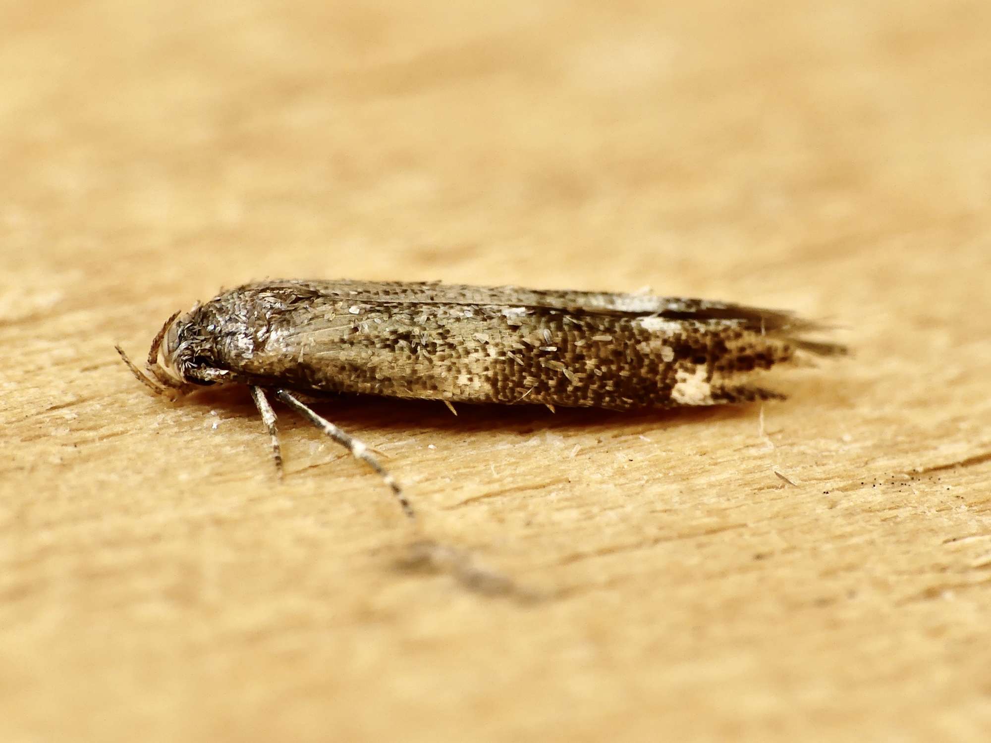 Garden Mompha (Mompha subbistrigella) photographed in Somerset by Paul Wilkins