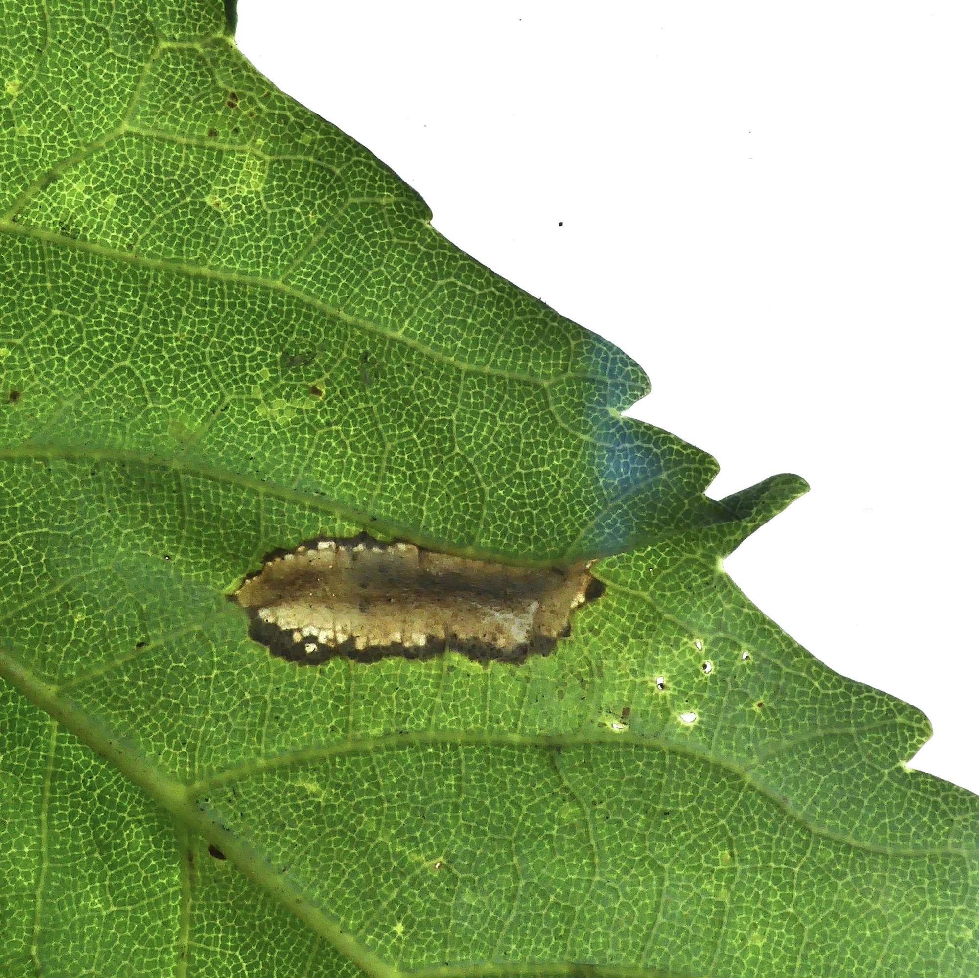 Sycamore Midget (Phyllonorycter geniculella) photographed in Somerset by Paul Wilkins