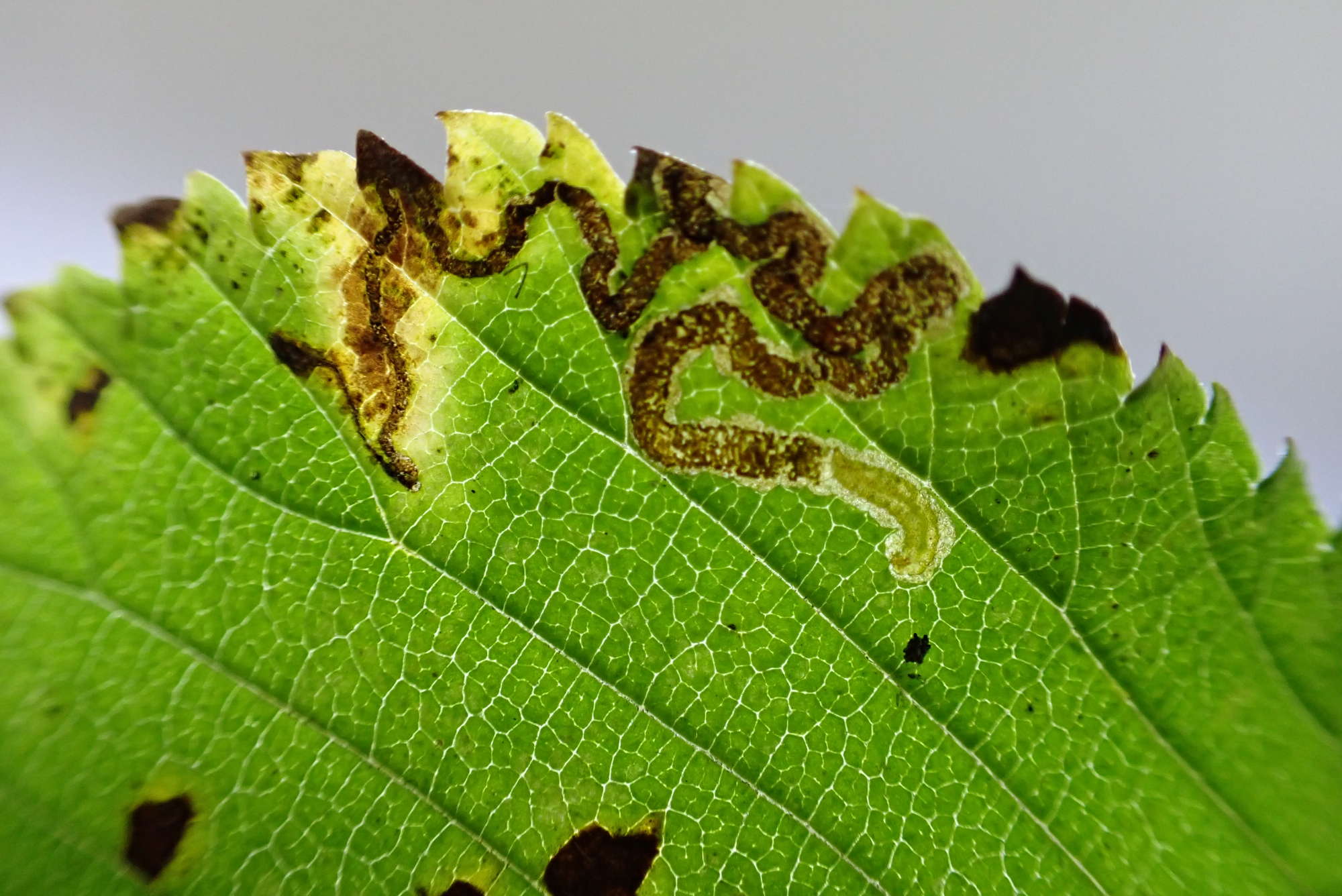 Red Elm Pigmy (Stigmella lemniscella) photographed in Somerset by Jenny Vickers