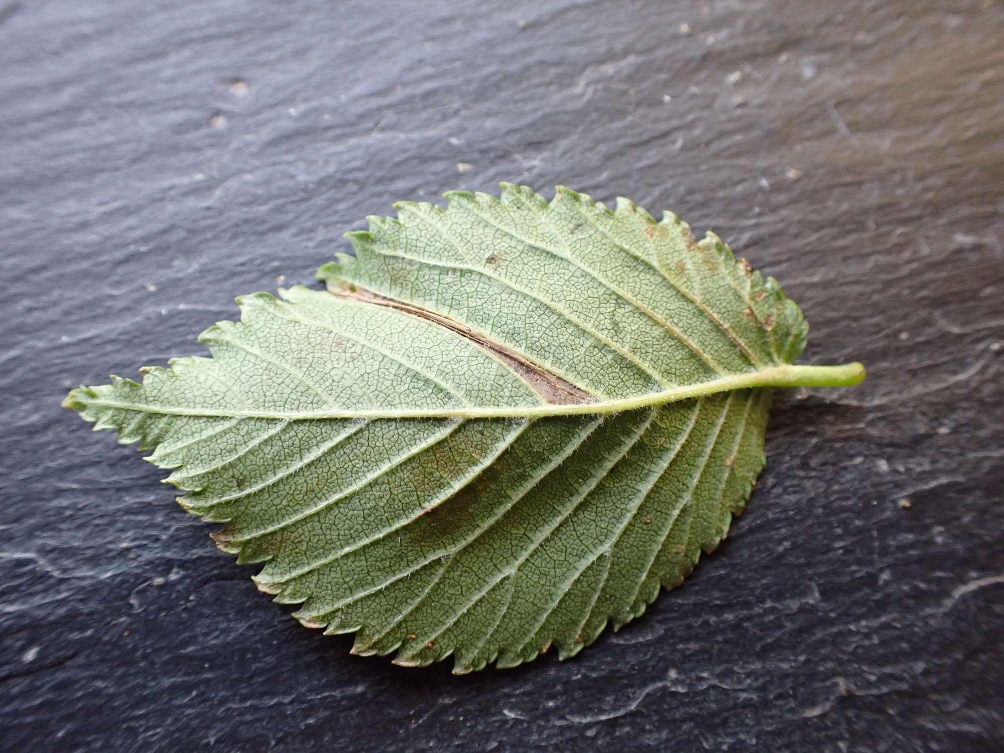 Elm Midget (Phyllonorycter tristrigella) photographed in Somerset by Jenny Vickers